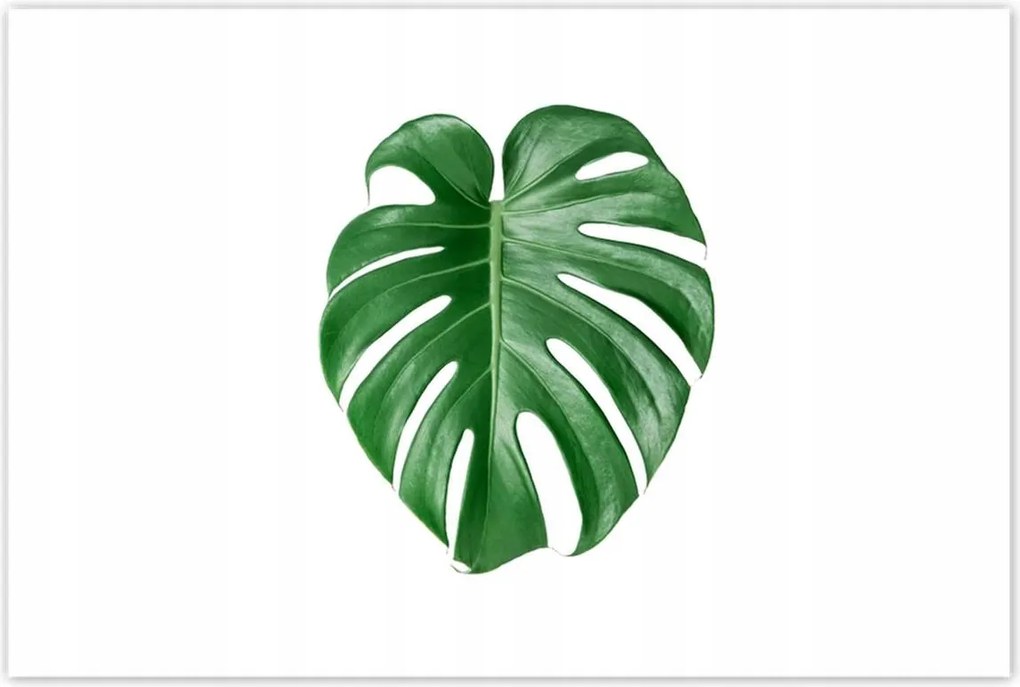 Poszterek 120x80 Monstera Lyukas levél