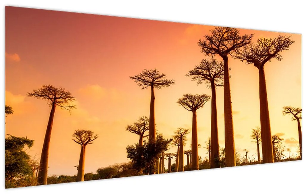 Kép - Naplemente a Baobab Alley-ben (120x50 cm)