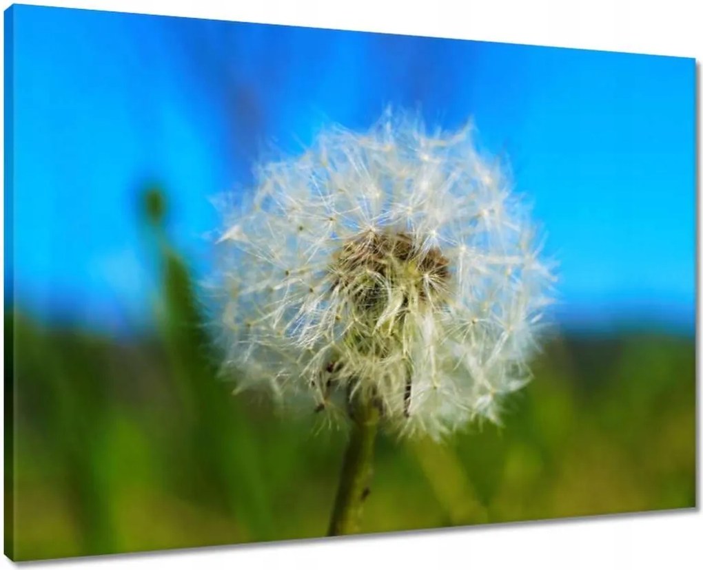 Vászonkép 70x50 Pitypang Virág Virágok