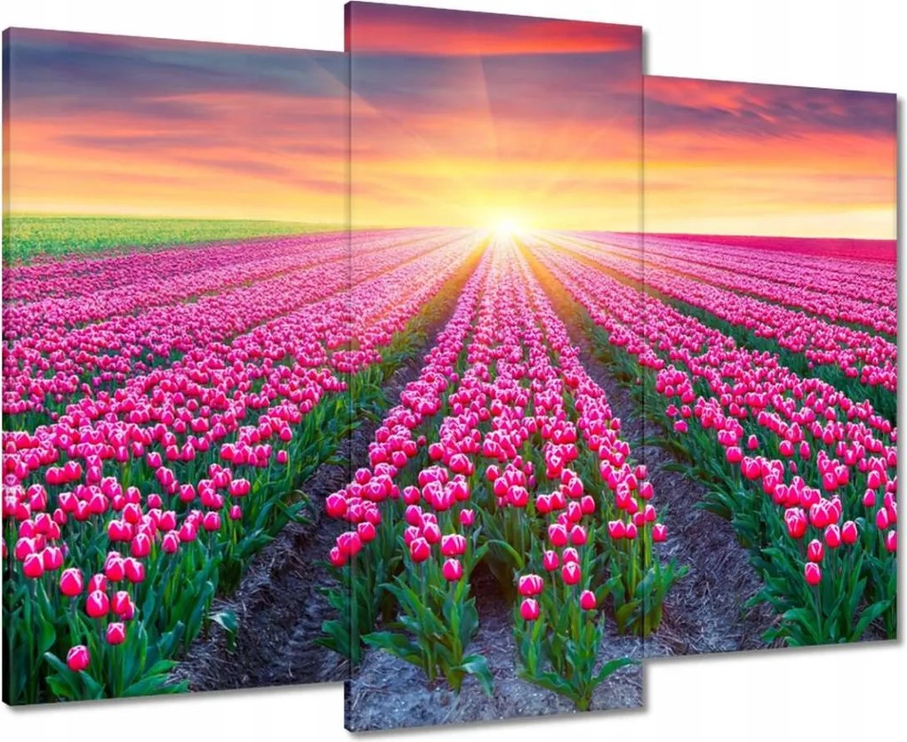 Vászonkép 90x70 Tulipánok tengere Virágok