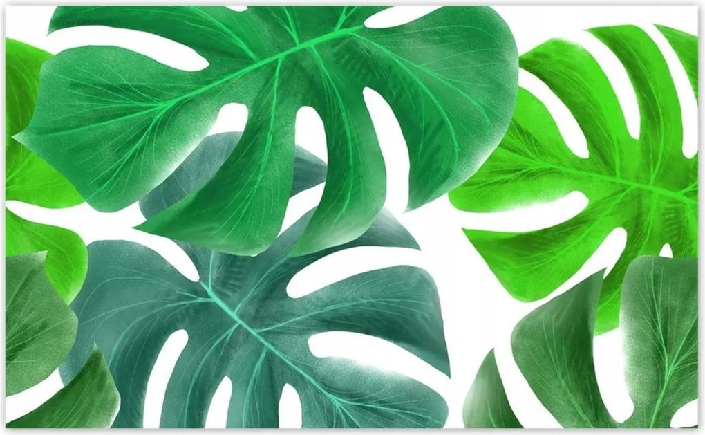 Fotótapéták 416x254 Levelek Monstery Trópusok