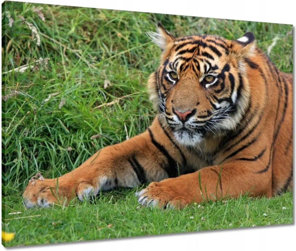 Vászonkép 80x60 Tigris