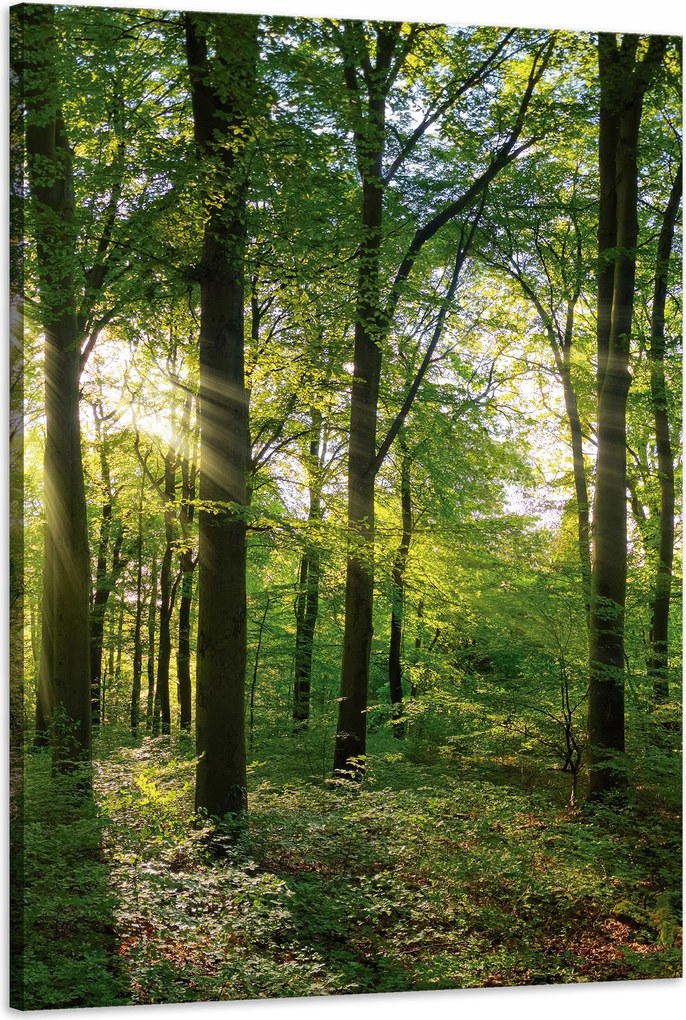 Vászonkép Nap Erdő Fák Fénysugarak 60x90 cm