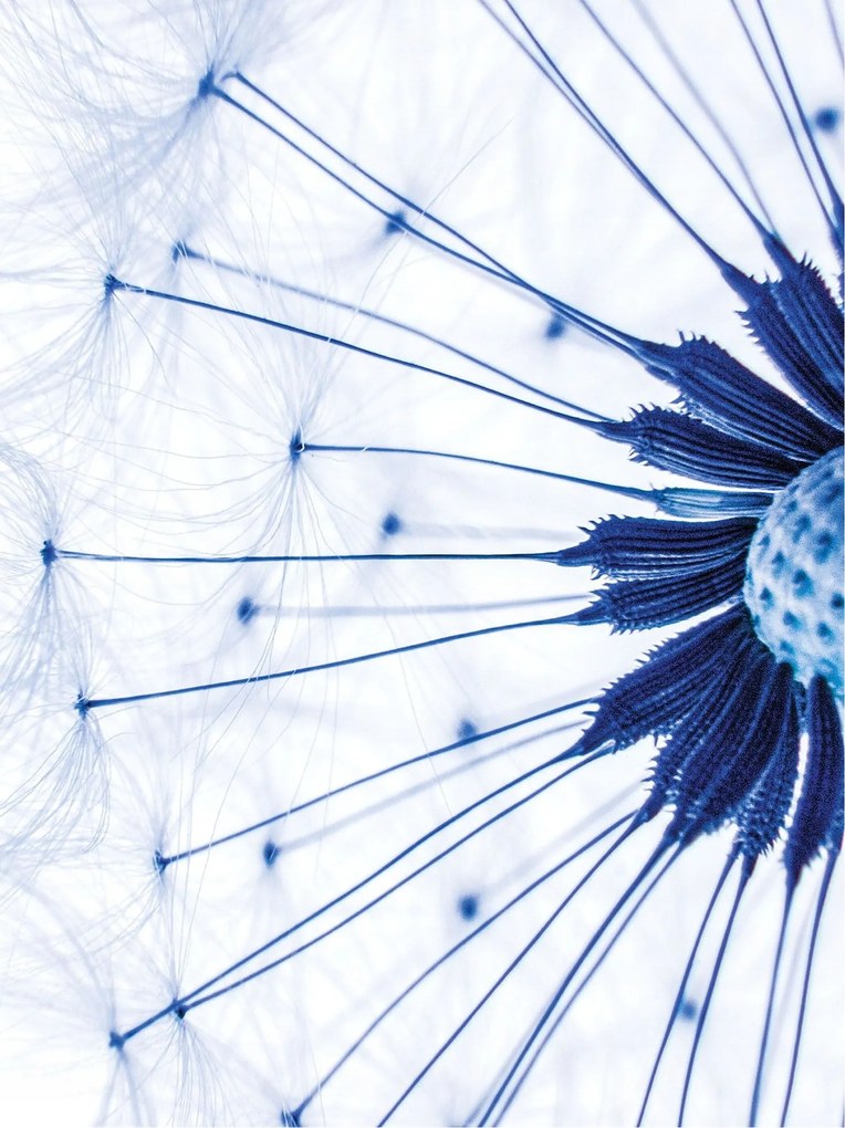 Fotótapéta Pitypang Finomság Makró kék háttérrel 206x275 +ragasztó