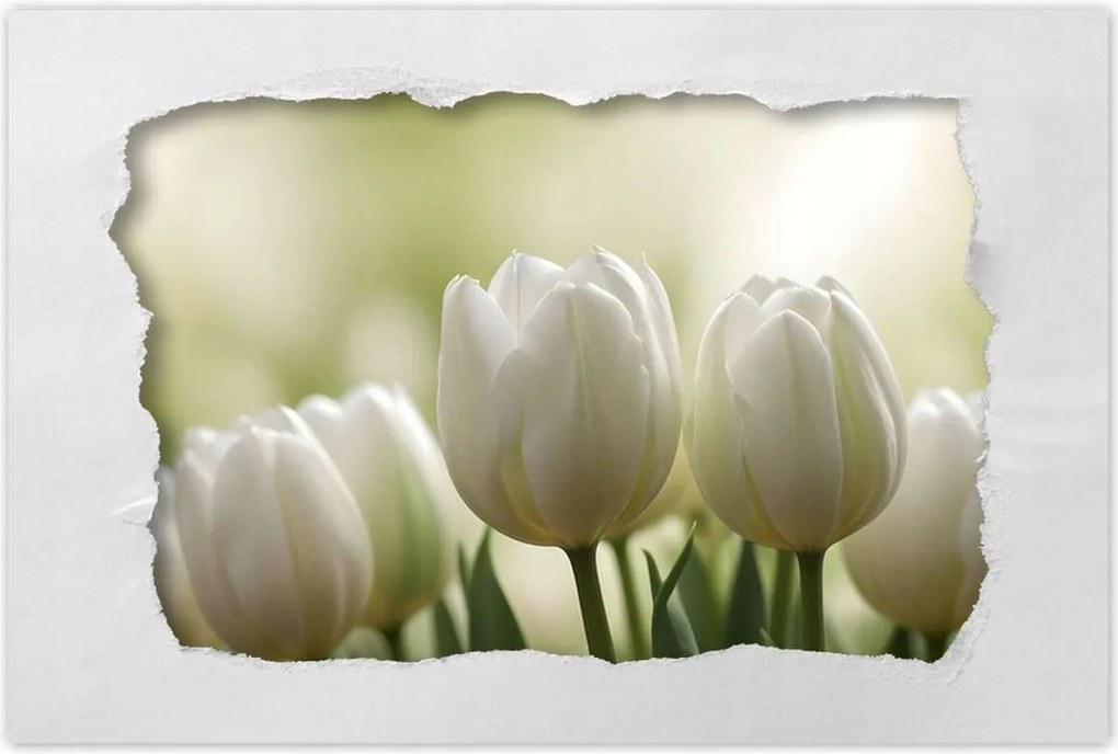 Poszterek 90x60 Fehér tulipánok