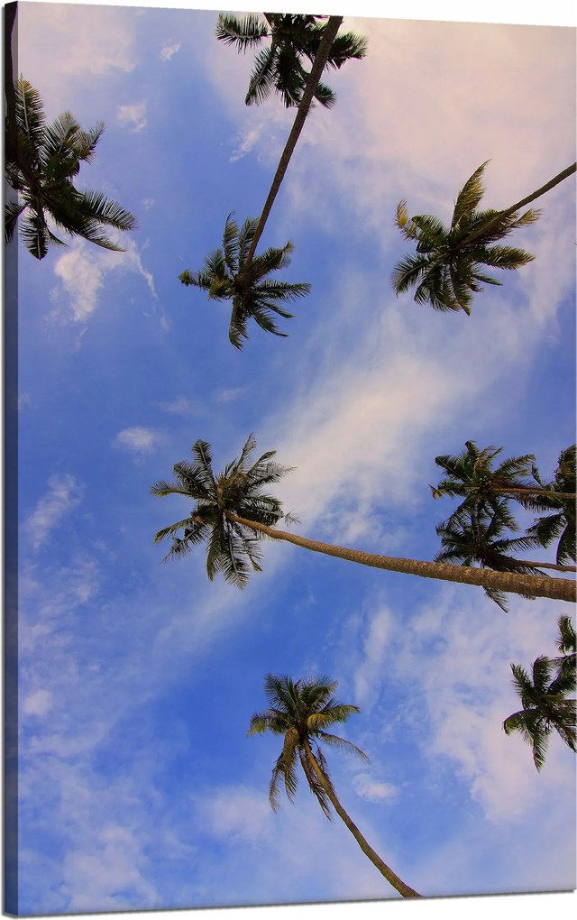 Vászonkép Természet Kókuszpálmák 50x80 cm