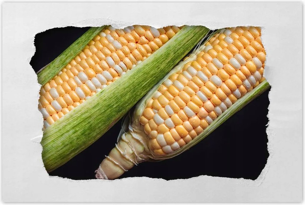 Poszterek 90x60 Két kukoricacsutka