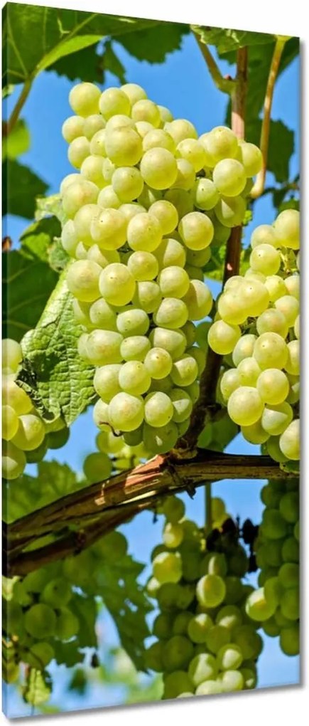 Vászonkép 55x115 Zöld szőlő