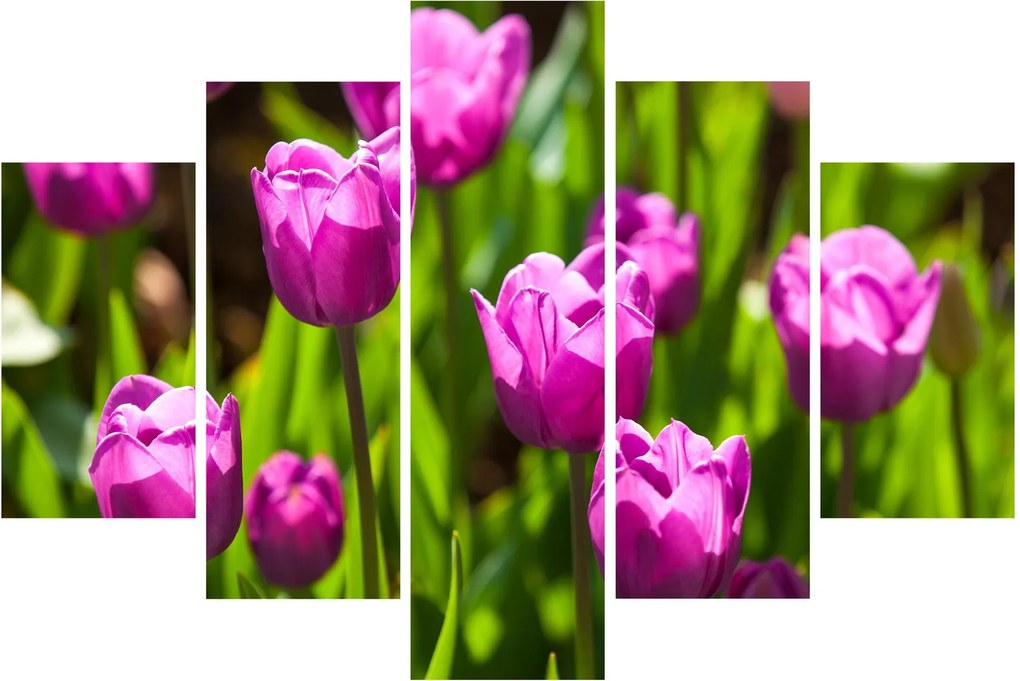 Tulipánok a réten képe (150x105 cm)
