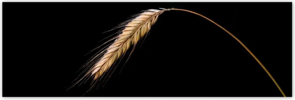 Poszterek 200x66 Kalász rozs gabona arany