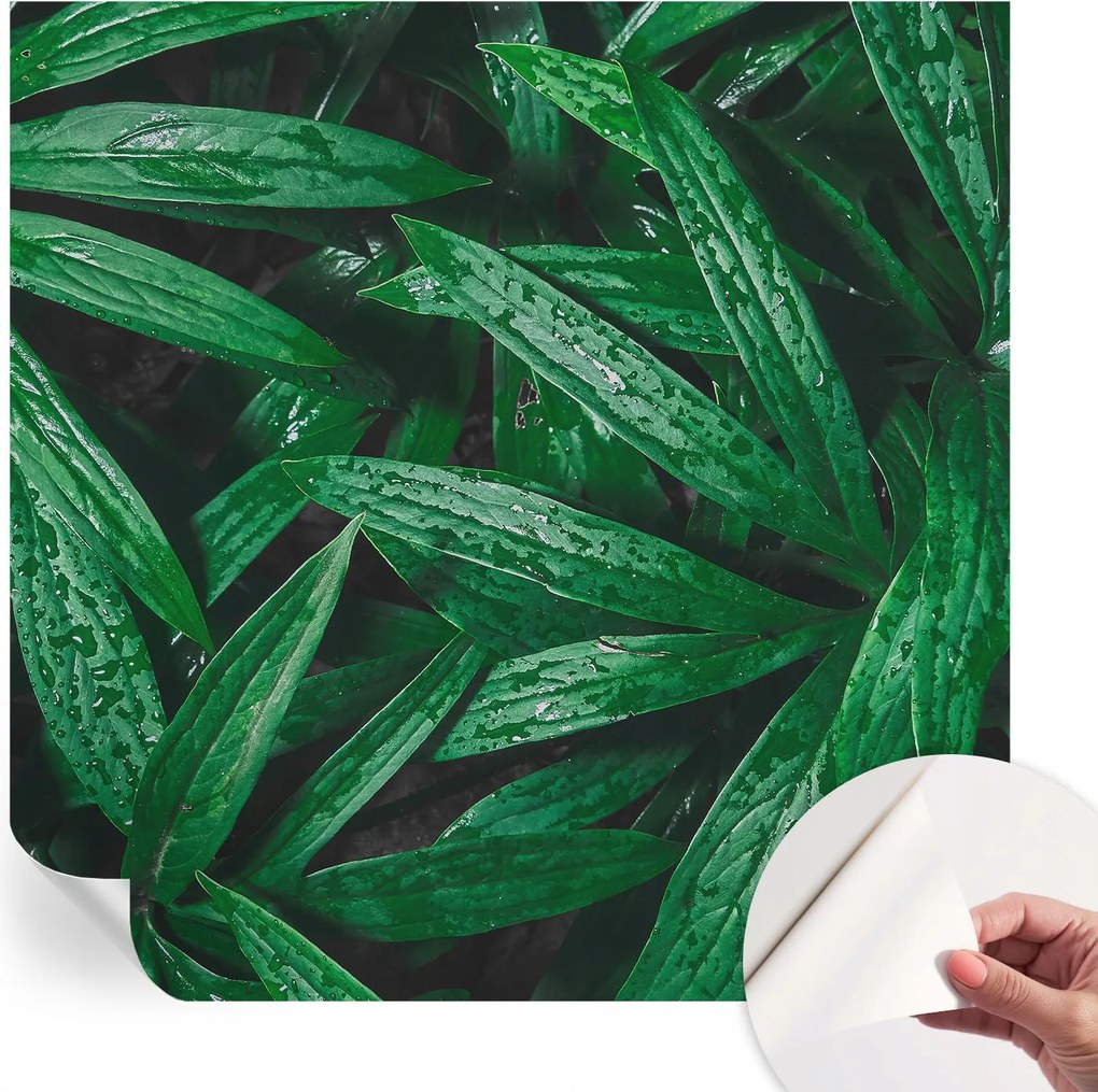 Matt öntapadós fotótapéta falra Természetes zöld 250x250 cm