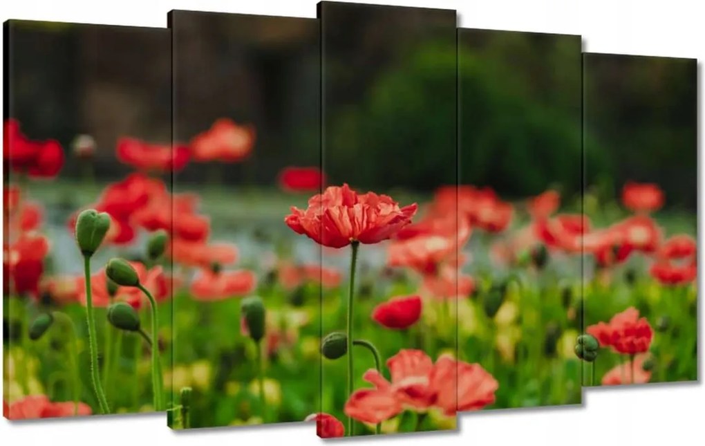 Vászonkép 100x60 Pipacs Virágok