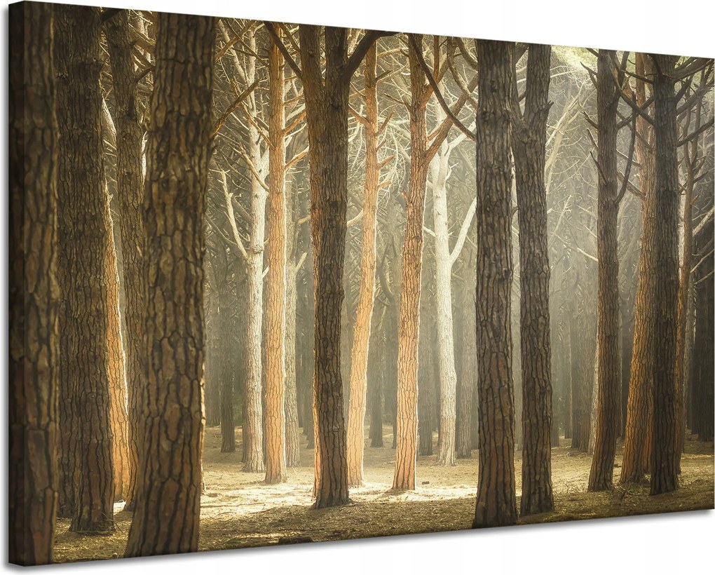 Vászonkép Fák Fény Természet Erdő 120x80 cm Ideális ajándék