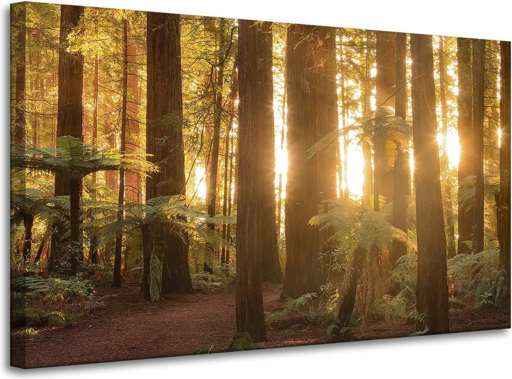 Vászonkép Nap sugarai Erdő Fák 100x60 cm Ideális ajándék