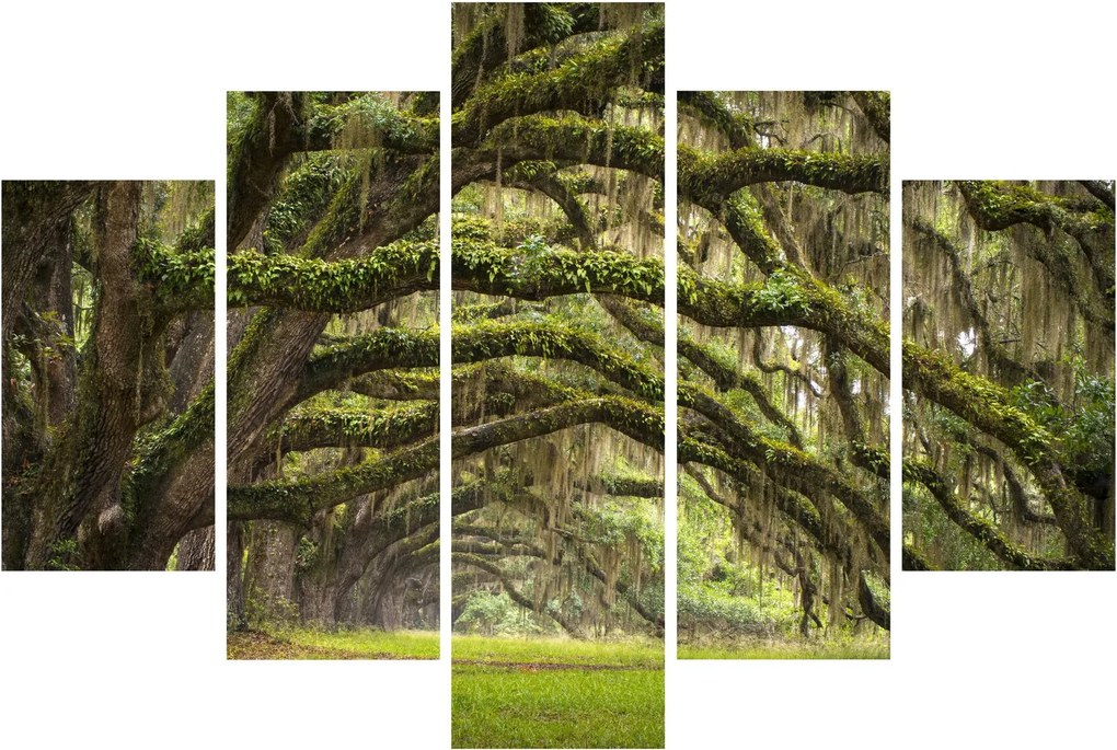 Kép - Oaks Avenue, Charleston, Dél-Karolina, Egyesült Államok (150x105 cm)