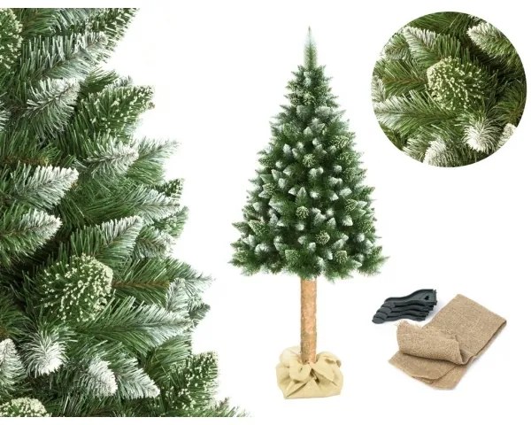 Karácsonyfa törzzsel, 180 cm magas fenyő