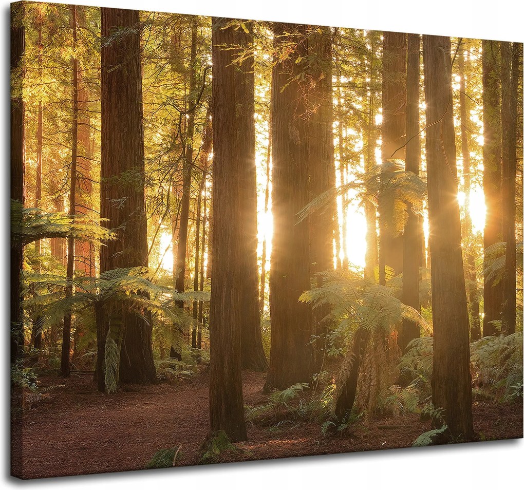 Vászonkép Nap sugarai Erdő Fák 100x80 cm Ideális ajándék