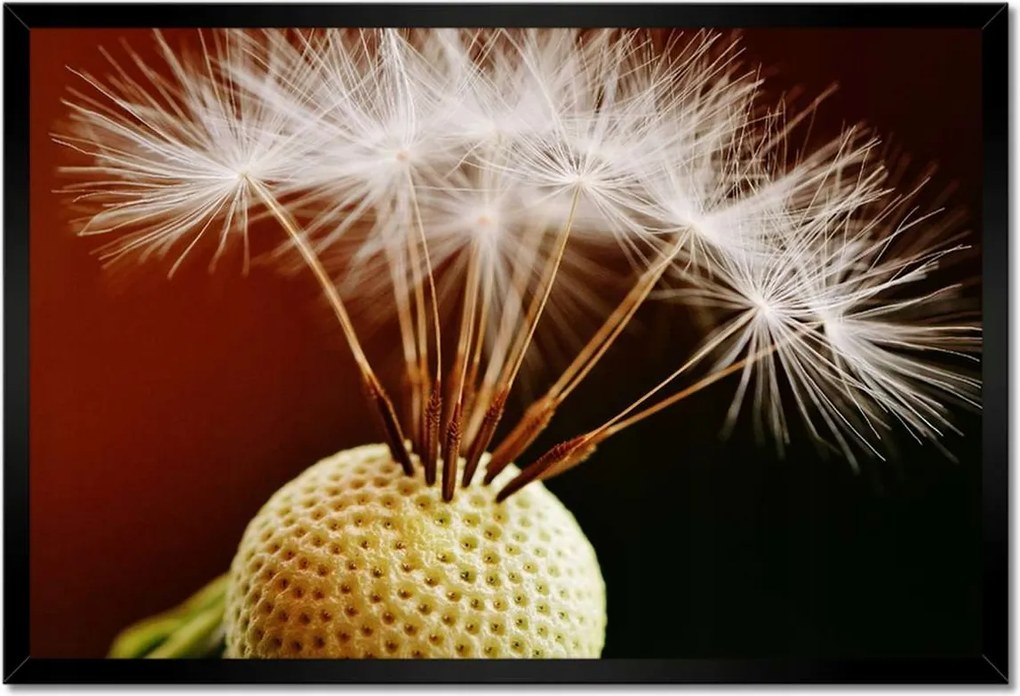 Poszterek keretben 60x40 Pitypang Virág Virágok