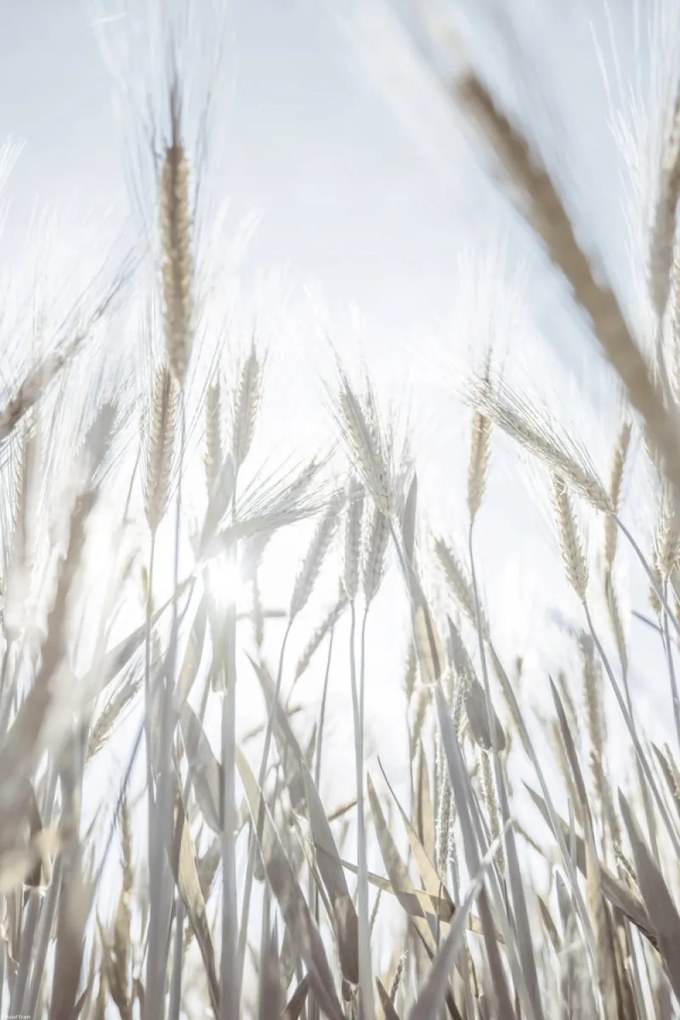 Poszter 40x60cm Napsugarak az árpán keresztül, Assaf Frank