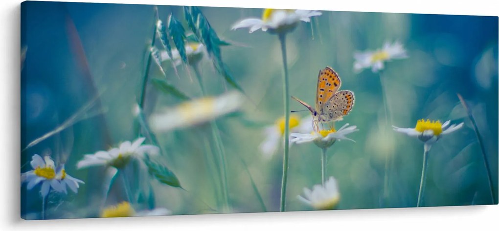 Kép - pillangó a százszorszépen (120x50 cm)