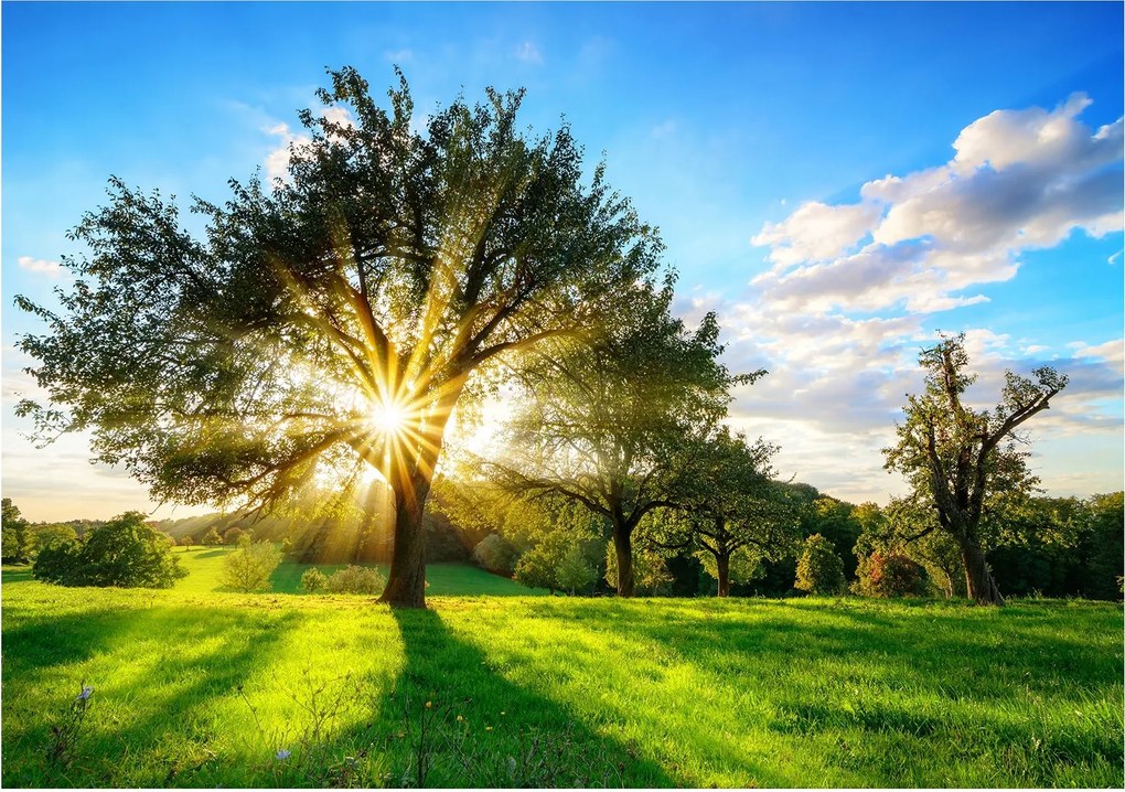 Fotótapéta Napsütötte mező Nyár Vinyl harmónia 368x254 +ragasztó