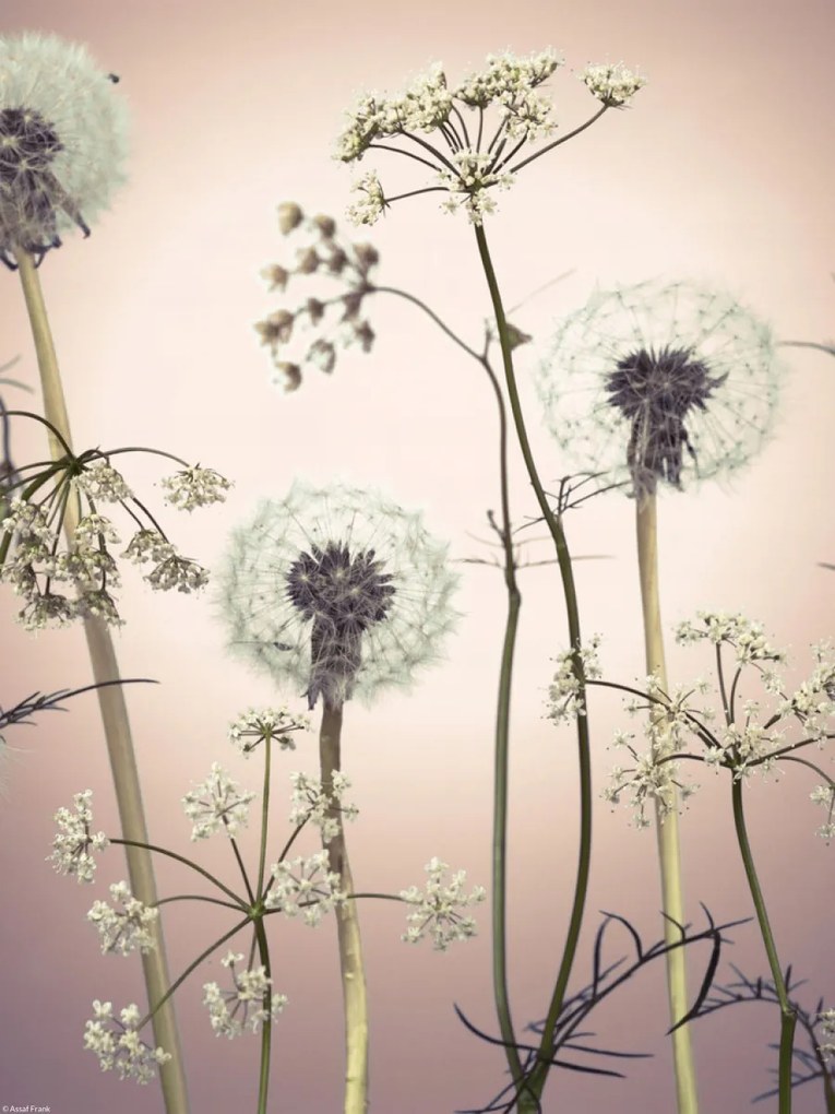 Poszter 30x40cm Réti virágok 3, Assaf Frank