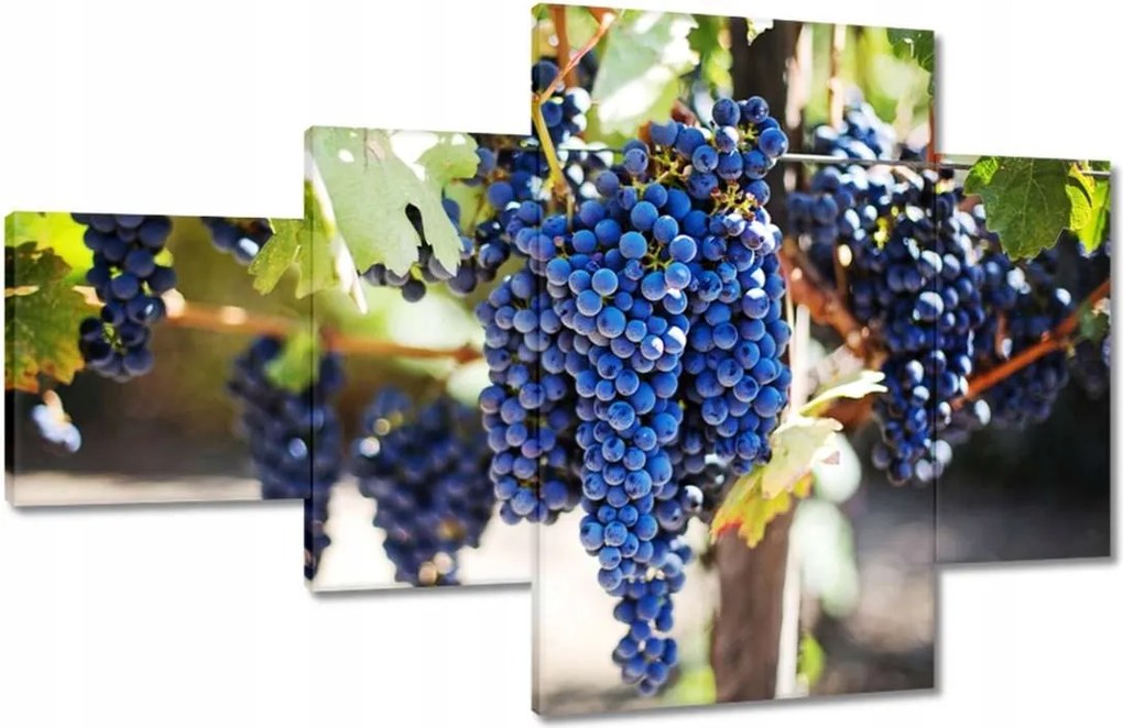 Képek 130x80 Bor Szőlő Szőlőbirtok