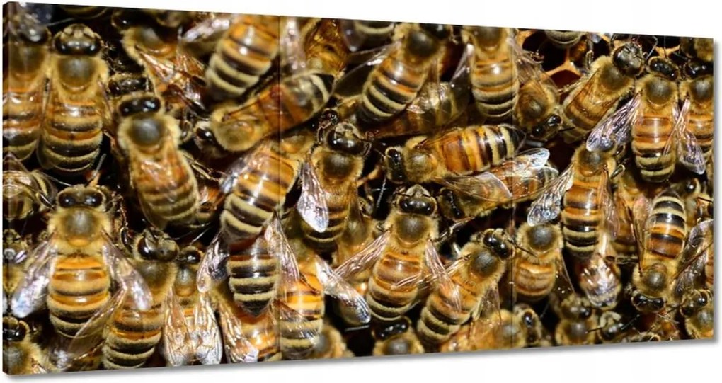 Képek 180x90 Méhecskék munka közben