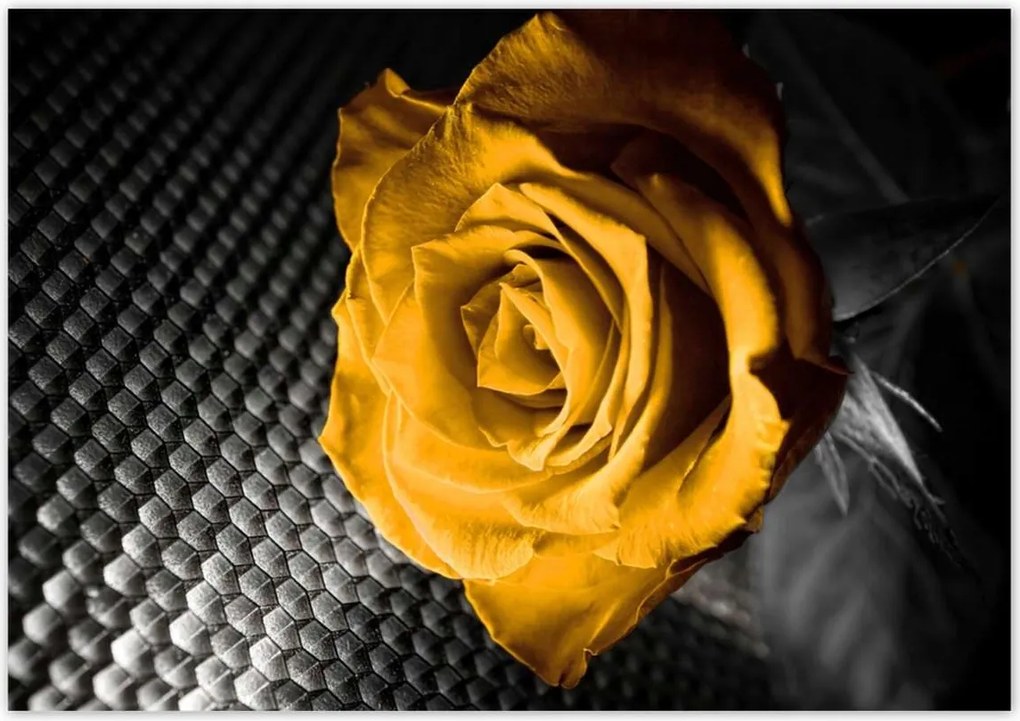 Poszterek 100x70 Sárga rózsa