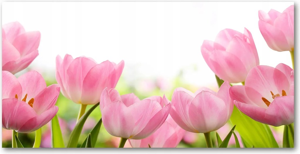 Fotótapéta üvegfalra Rózsaszín tulipánok 140x70