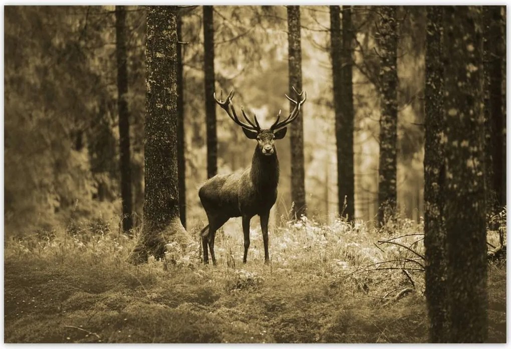 Poszterek 200x135 Szarvas a szépia erdőben