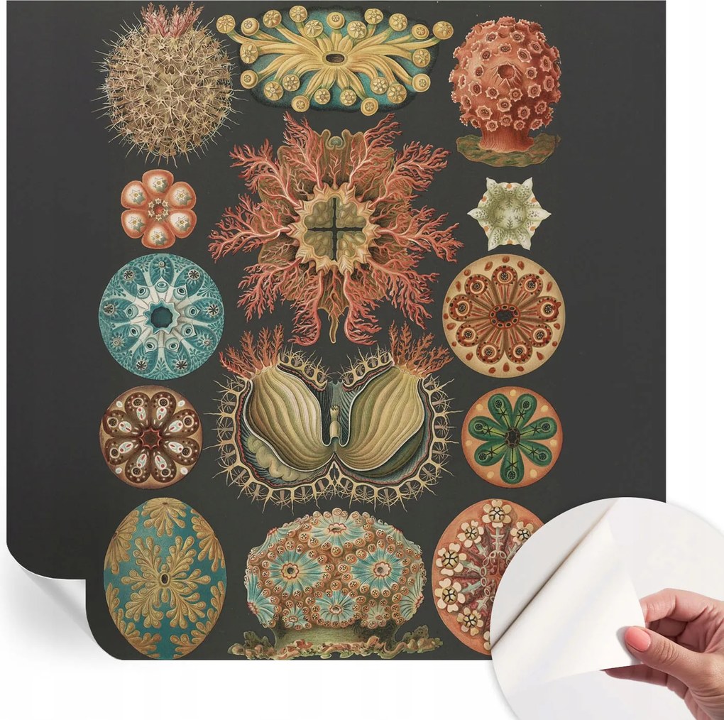 Dekoratív Öntapadós Tapéta Divatos Tengeri Minták Inspirációk 250x250 cm