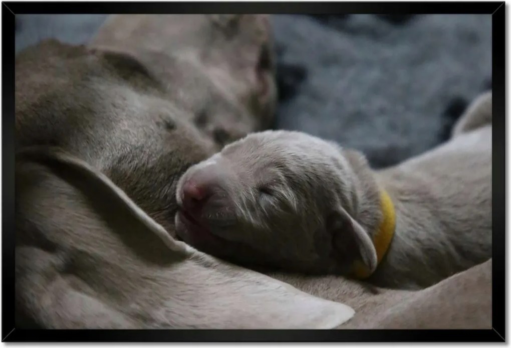 Poszterek keretben 60x40 Kutya Kutyák