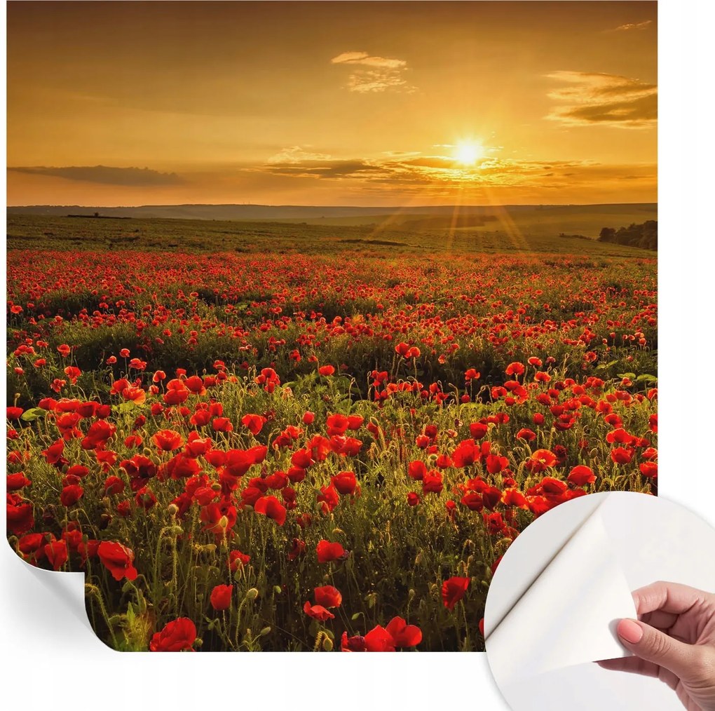 Öntapadós Dekoratív Fotótapéta Hálószobába Pipacs mező 250x250 cm