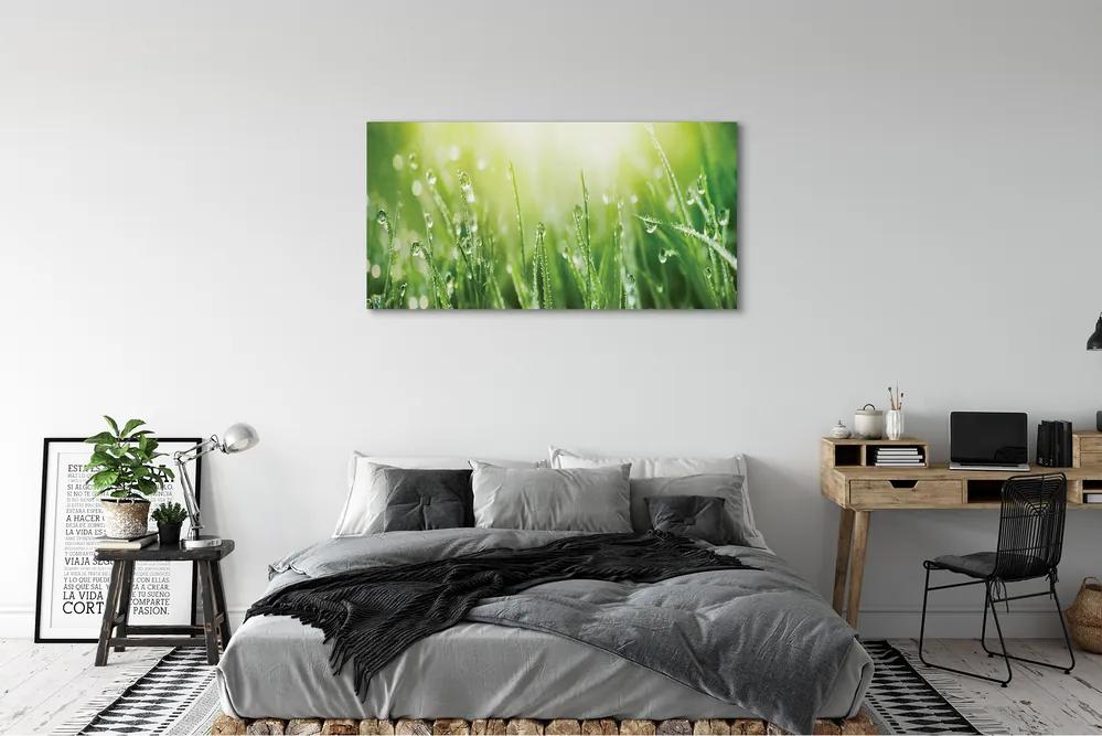 Canvas képek Fű nap csepp 125x50 cm
