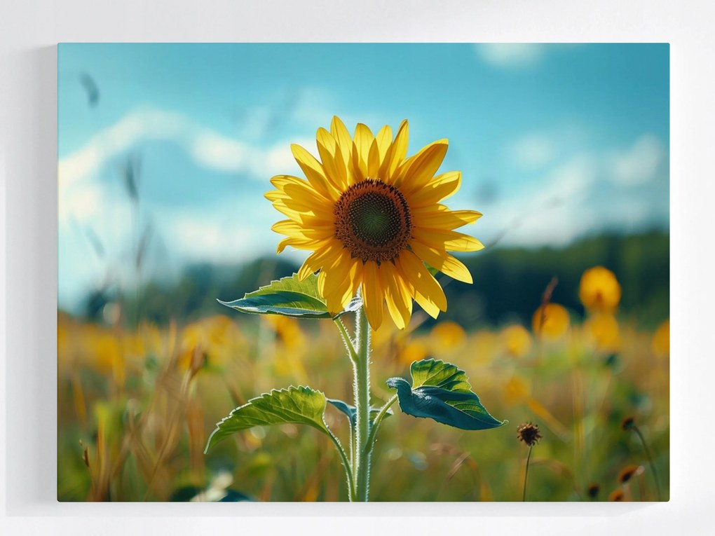 Vászonkép Canvas Napraforgó Virág Mező Rét Természet 80x60
