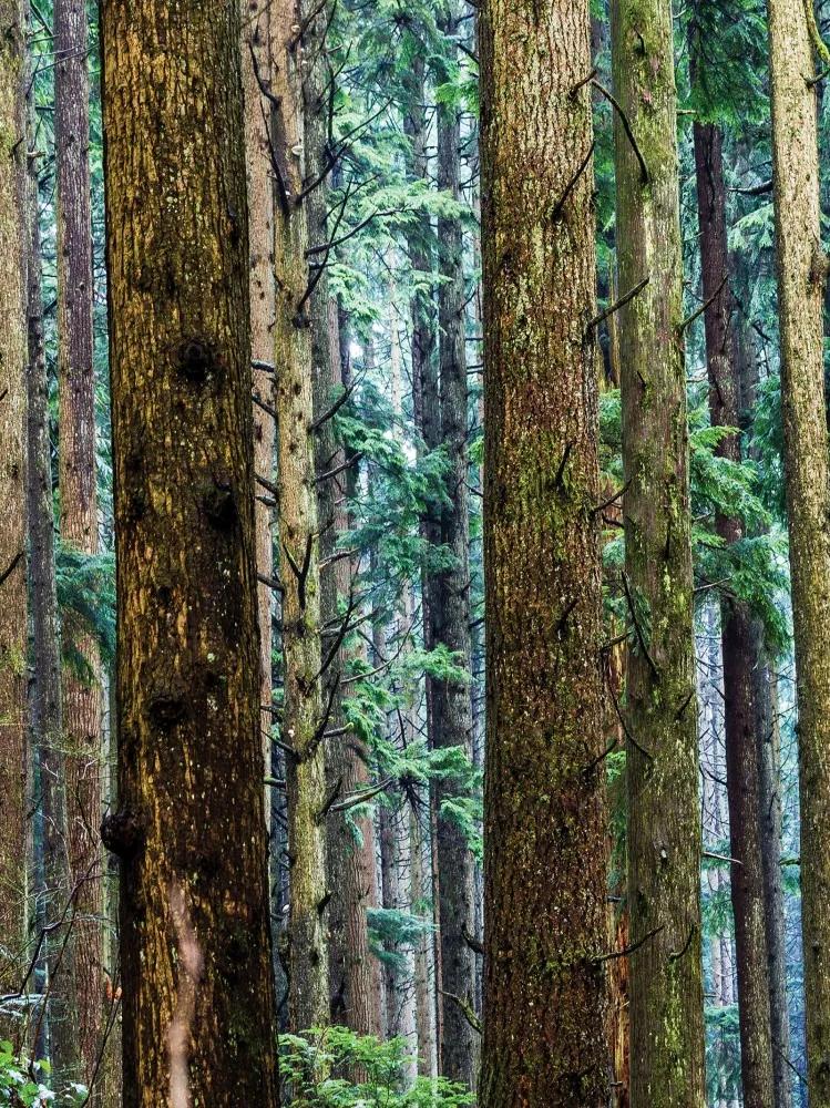 Erdei fák poszter, fotótapéta, Papír (184x254 cm, álló)