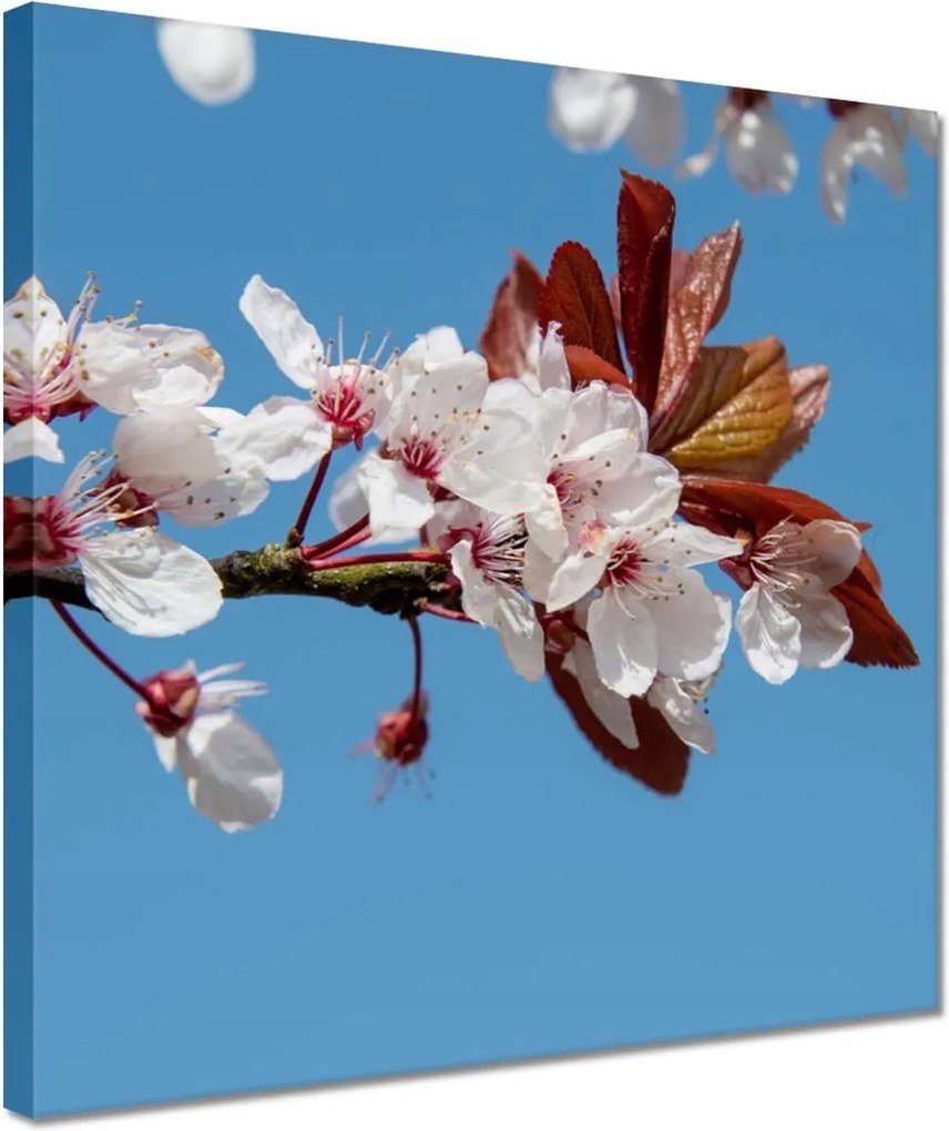 Vászonkép 30x30 Tavaszi felvétel a kertből