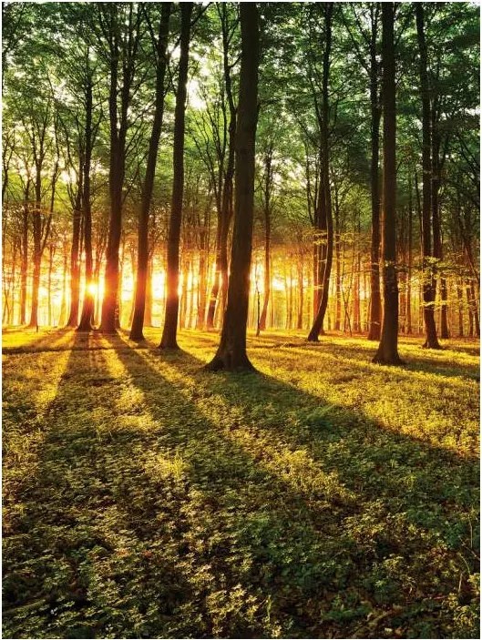 Fotótapéta Napsütötte erdő vinil Fa sugarak perspektíva 184x254 +ragasztó