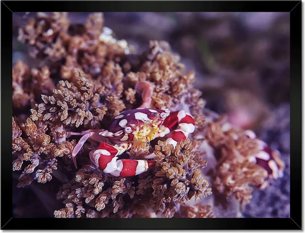 Poszterek keretben 40x30 Kék tengeri világ