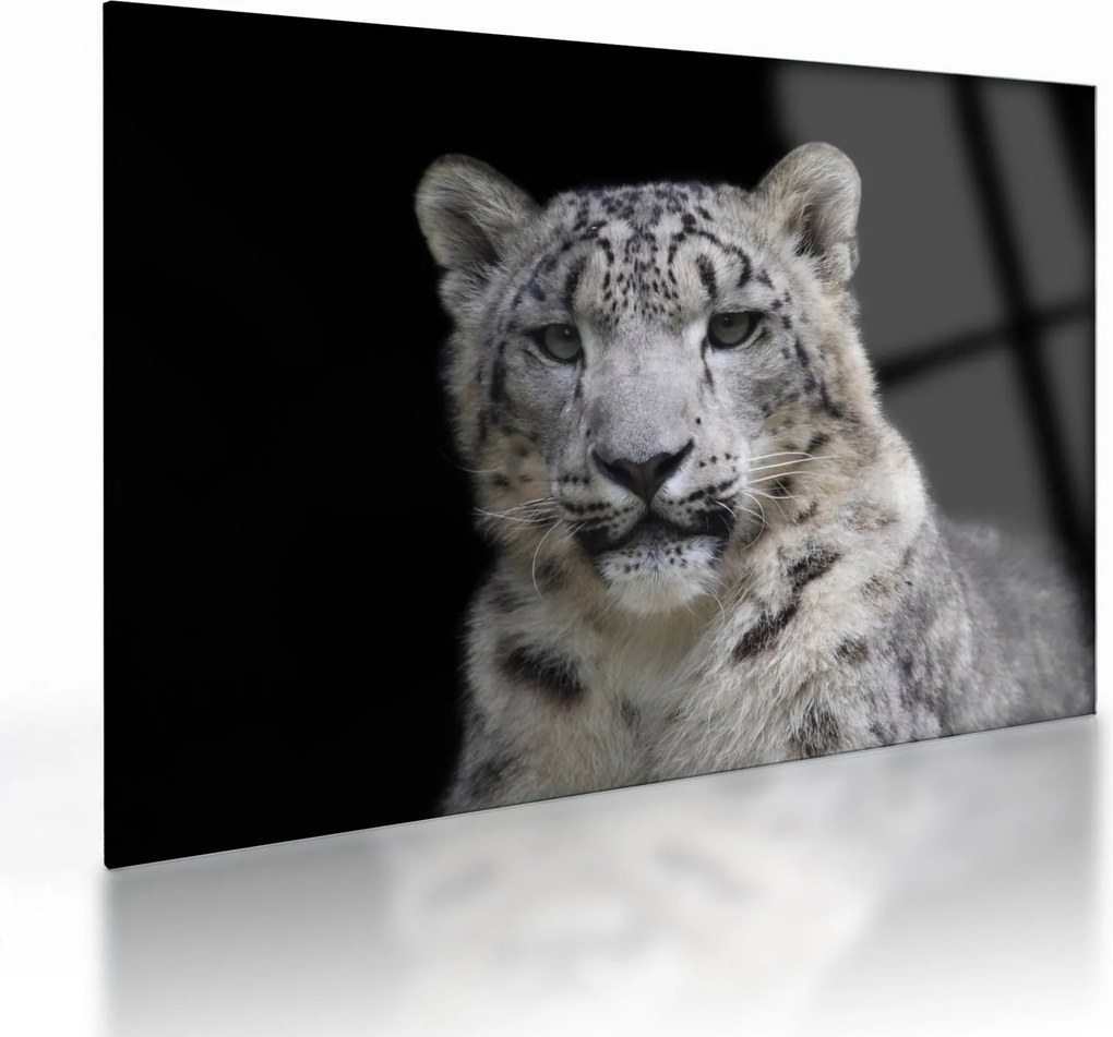 Üveg kép - Snow Leopard (70x50 cm)