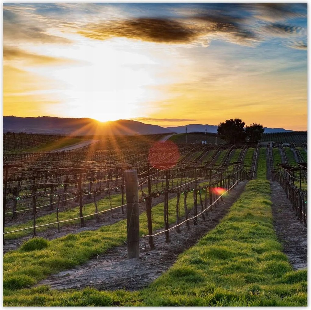 Poszterek 30x30 Szőlőbirtok Tájkép