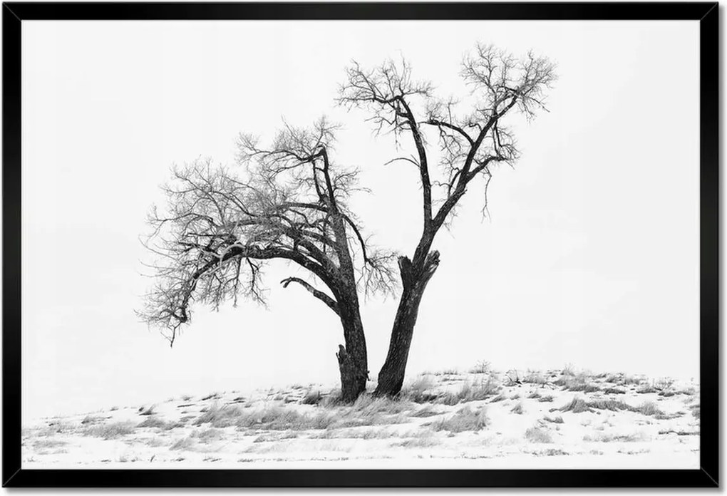 Poszterek keretben 60x40 Magányos fa