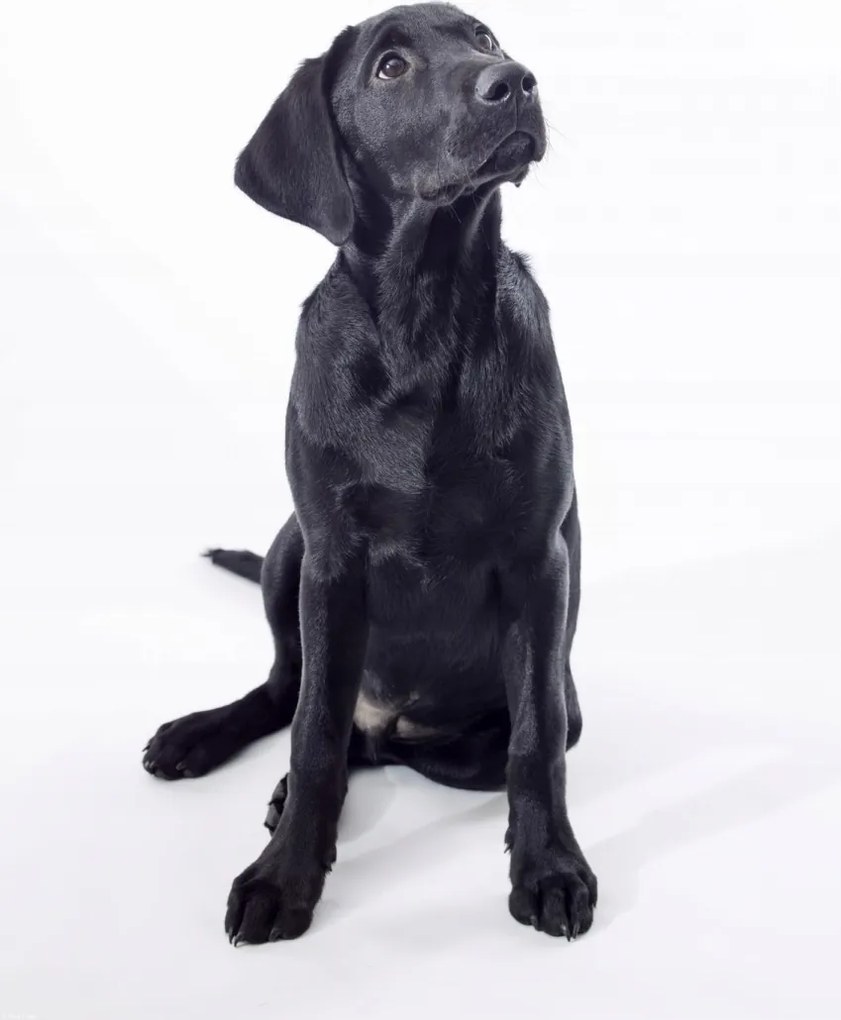 Poszter 42x59,4cm Fekete labrador, fehér alapon, Assaf Frank