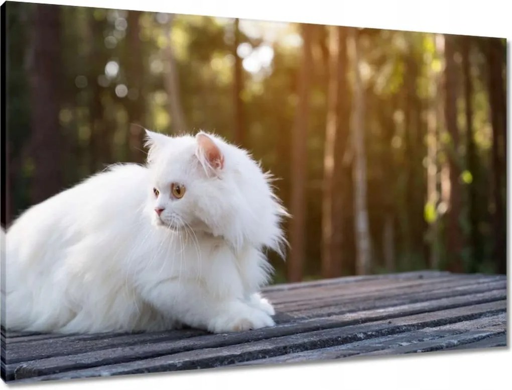 Vászonkép 90x60 Cica Cicák