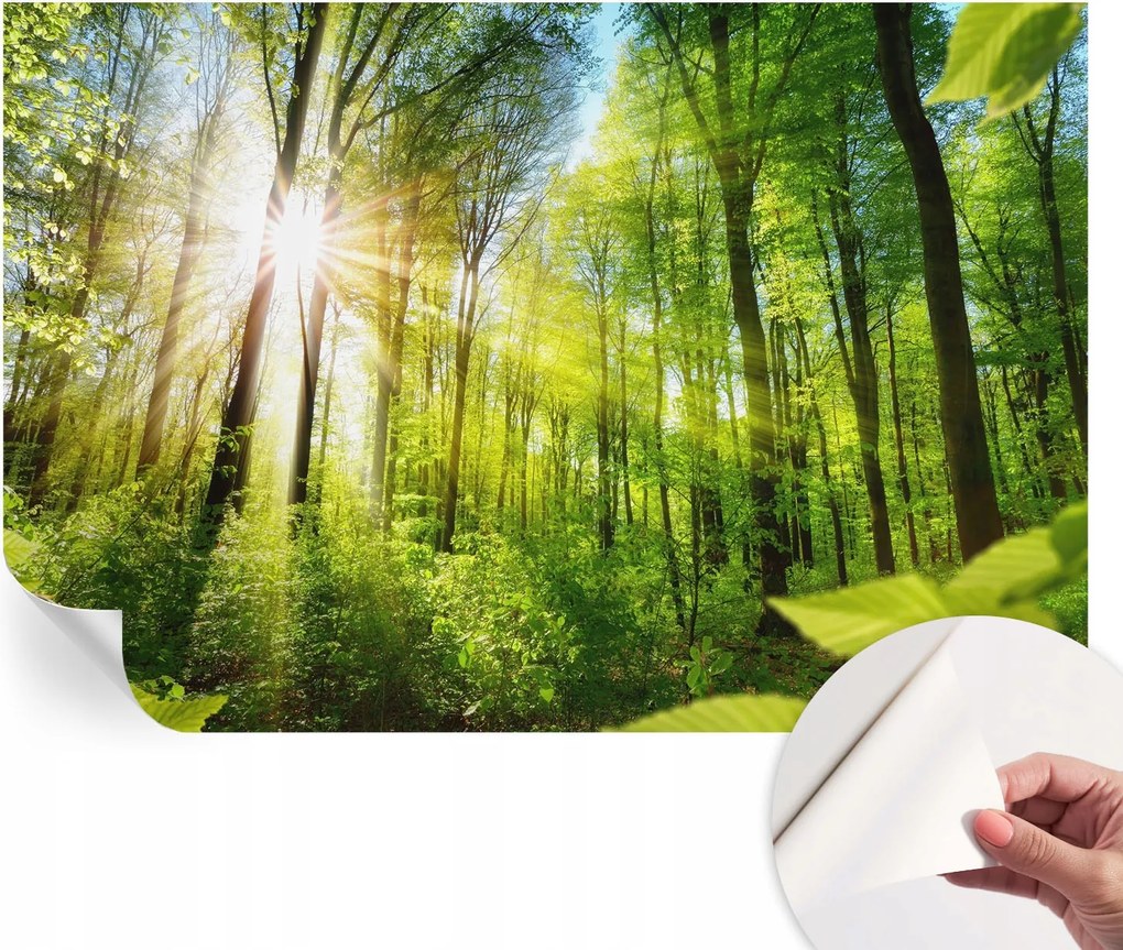 Öntapadós Dekoratív Fotótapéta Hálószobába Erdei fény 104x70 cm