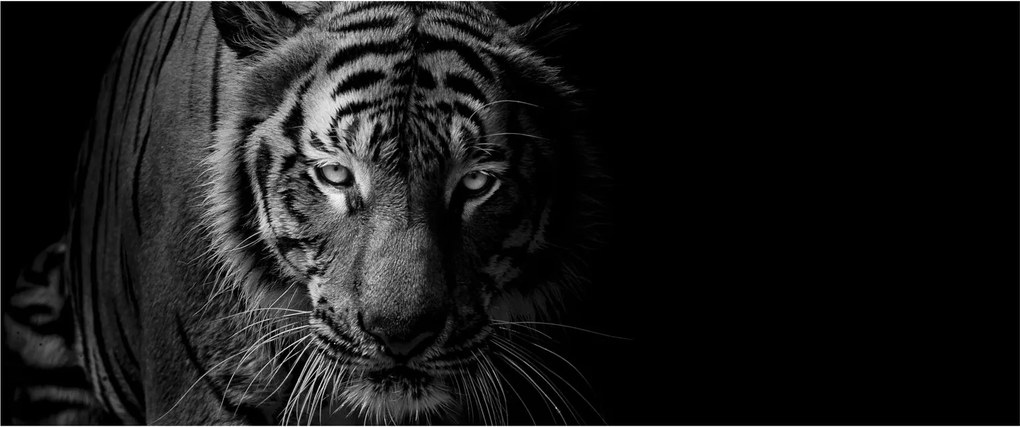 Egy vadtigris képe (120x50 cm)