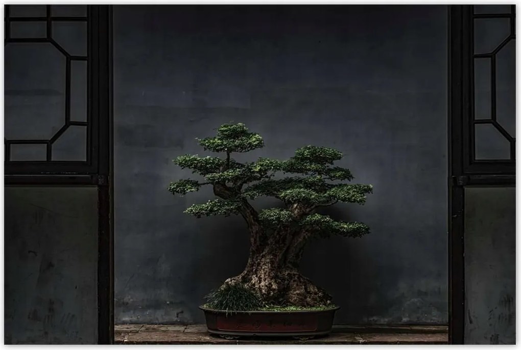 Poszterek 120x80 Bonsai Fa Kultúra
