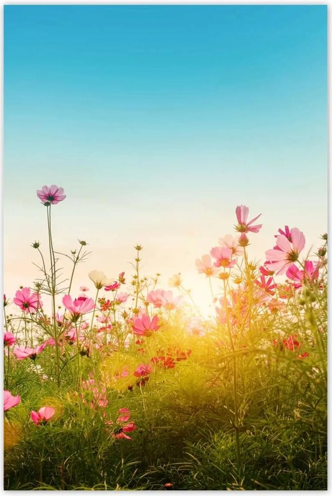 Poszterek 80x120 Kozmikus virágok