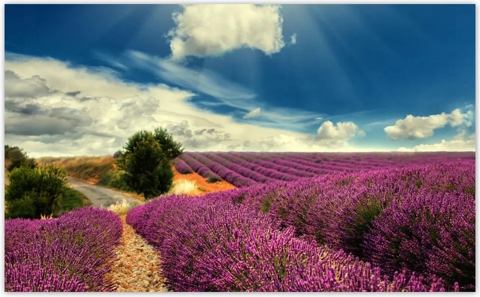 Fotótapéta flizelina 416x254 Levendula mező